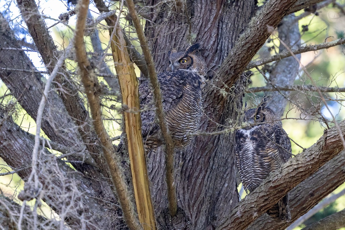 Great Horned Owl - ML644618195