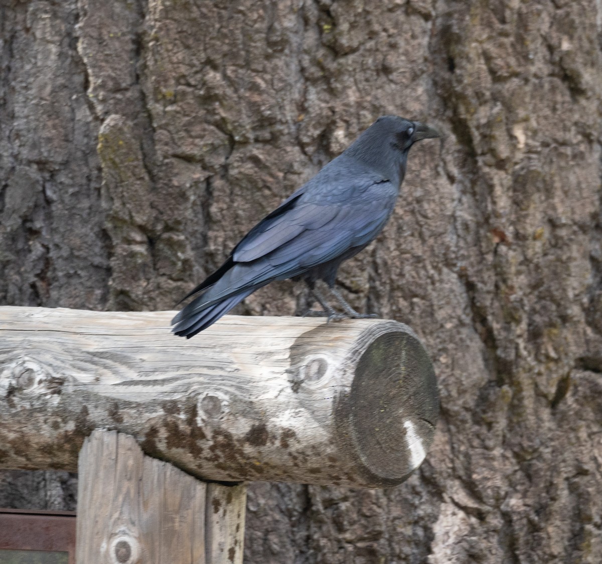 Erroi handia - ML644618200