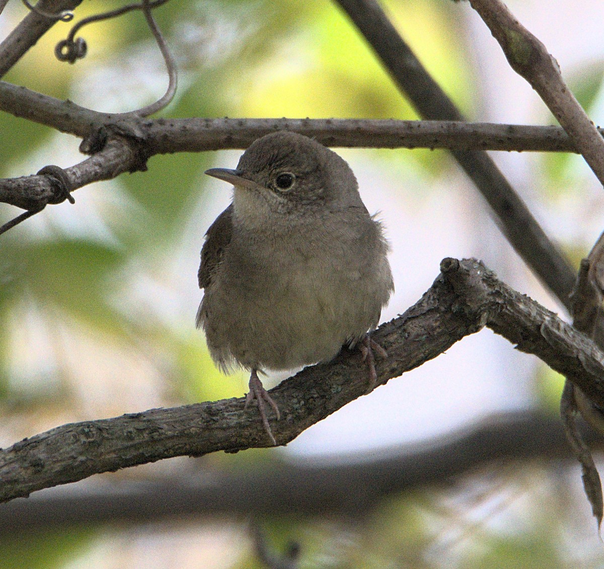 Northern House Wren - ML644618205