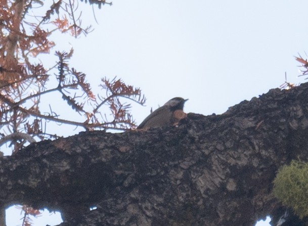 Mountain Chickadee - ML644618206