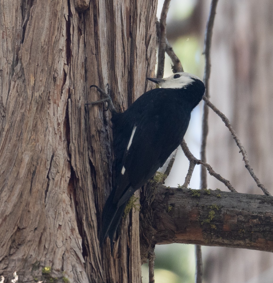 White-headed Woodpecker - ML644618207