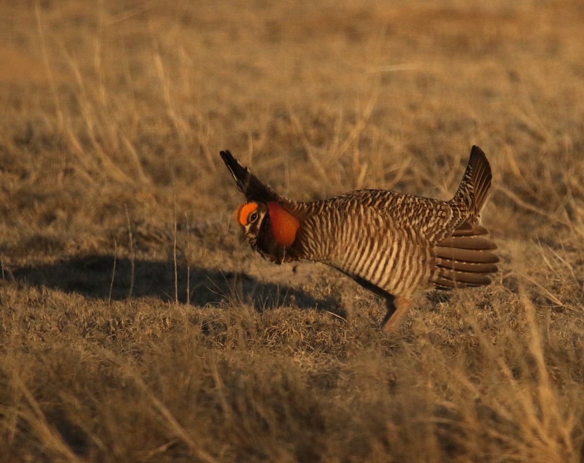 Lesser Prairie-Chicken - ML644618222