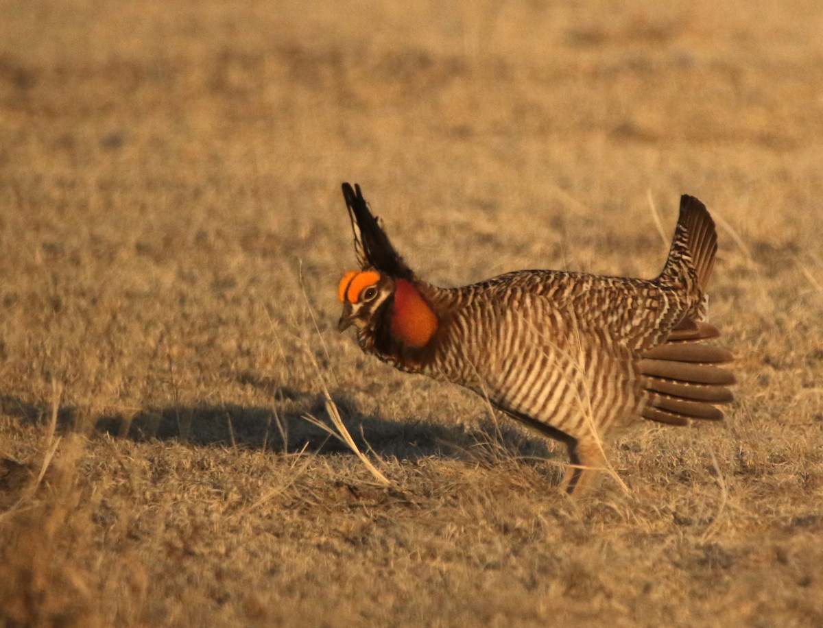 Lesser Prairie-Chicken - ML644618229