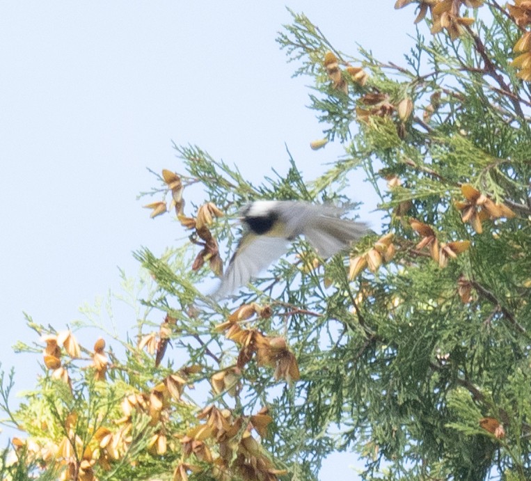 Mountain Chickadee - ML644618232