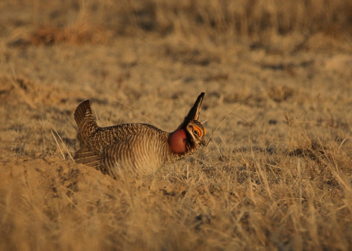Lesser Prairie-Chicken - ML644618233