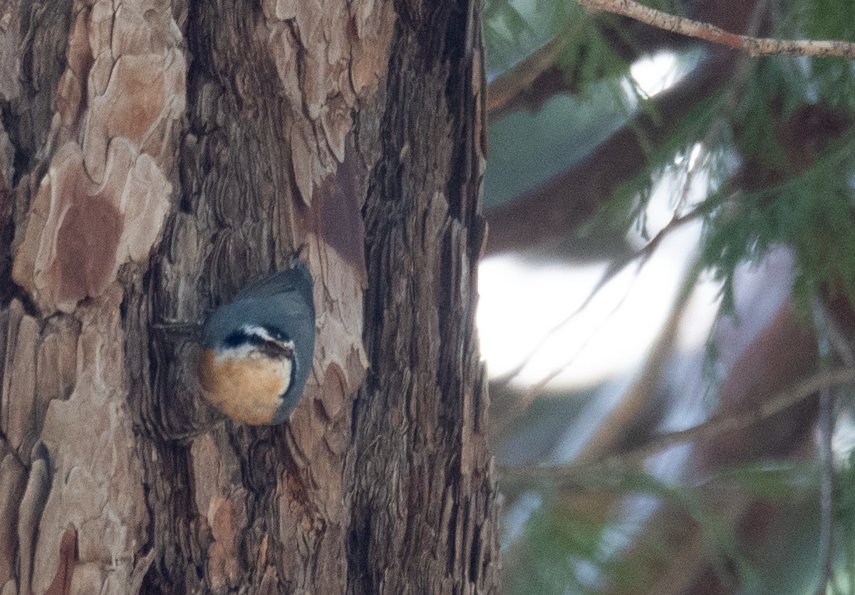 Garrapo kanadarra - ML644618235