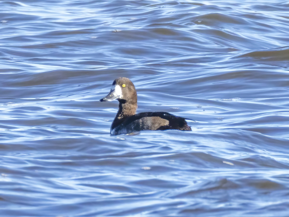 Greater Scaup - ML644618238