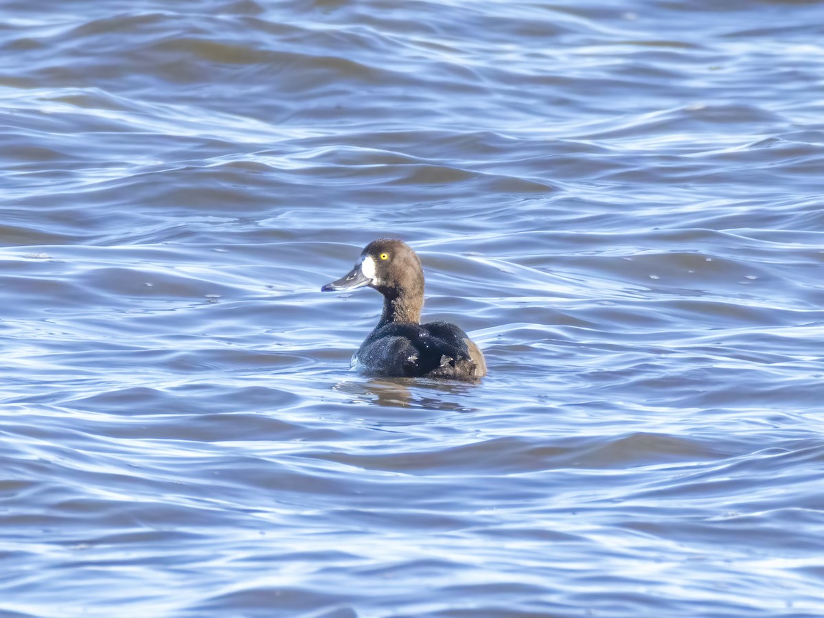 Greater Scaup - ML644618239