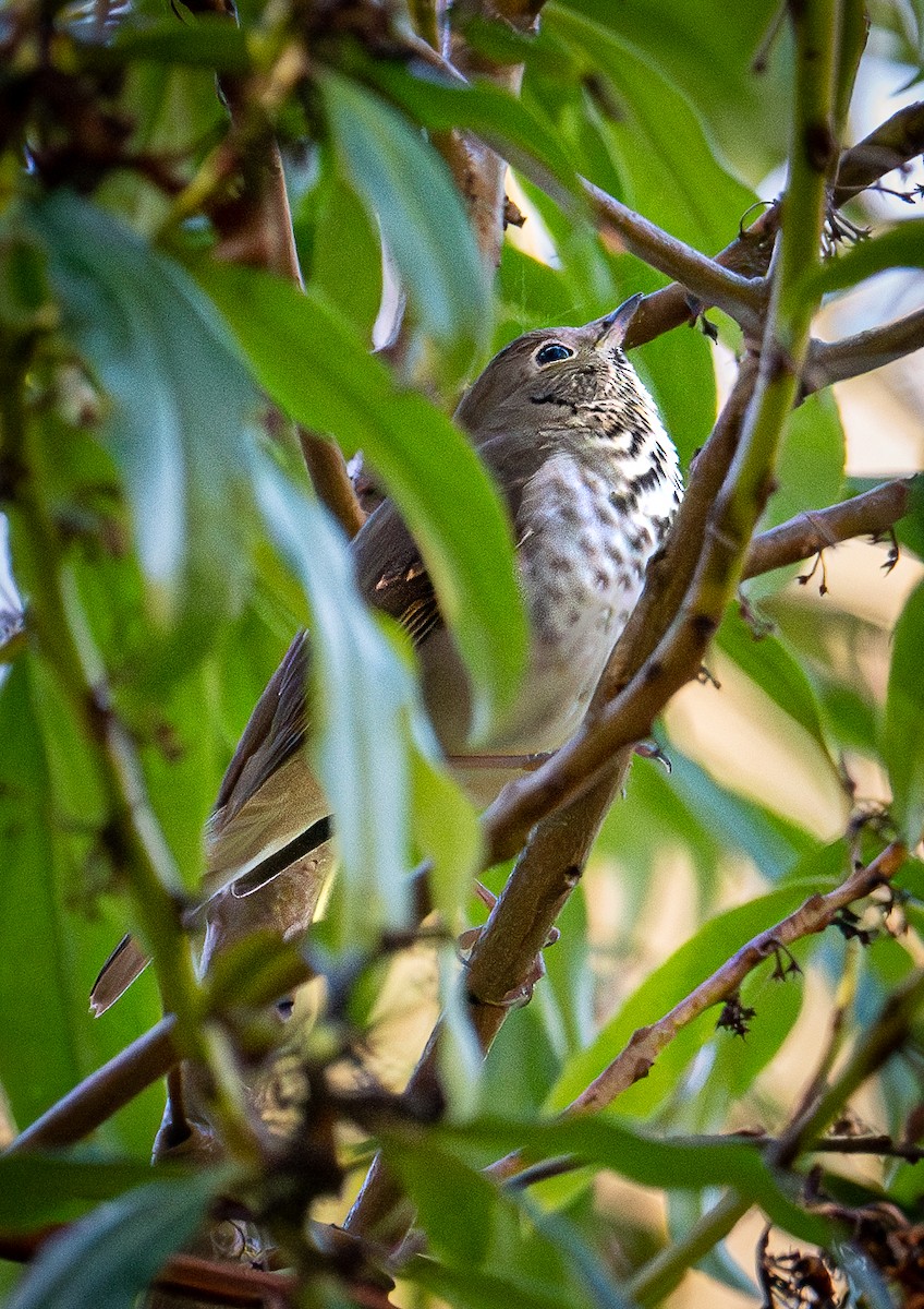 Hermit Thrush - ML644618243