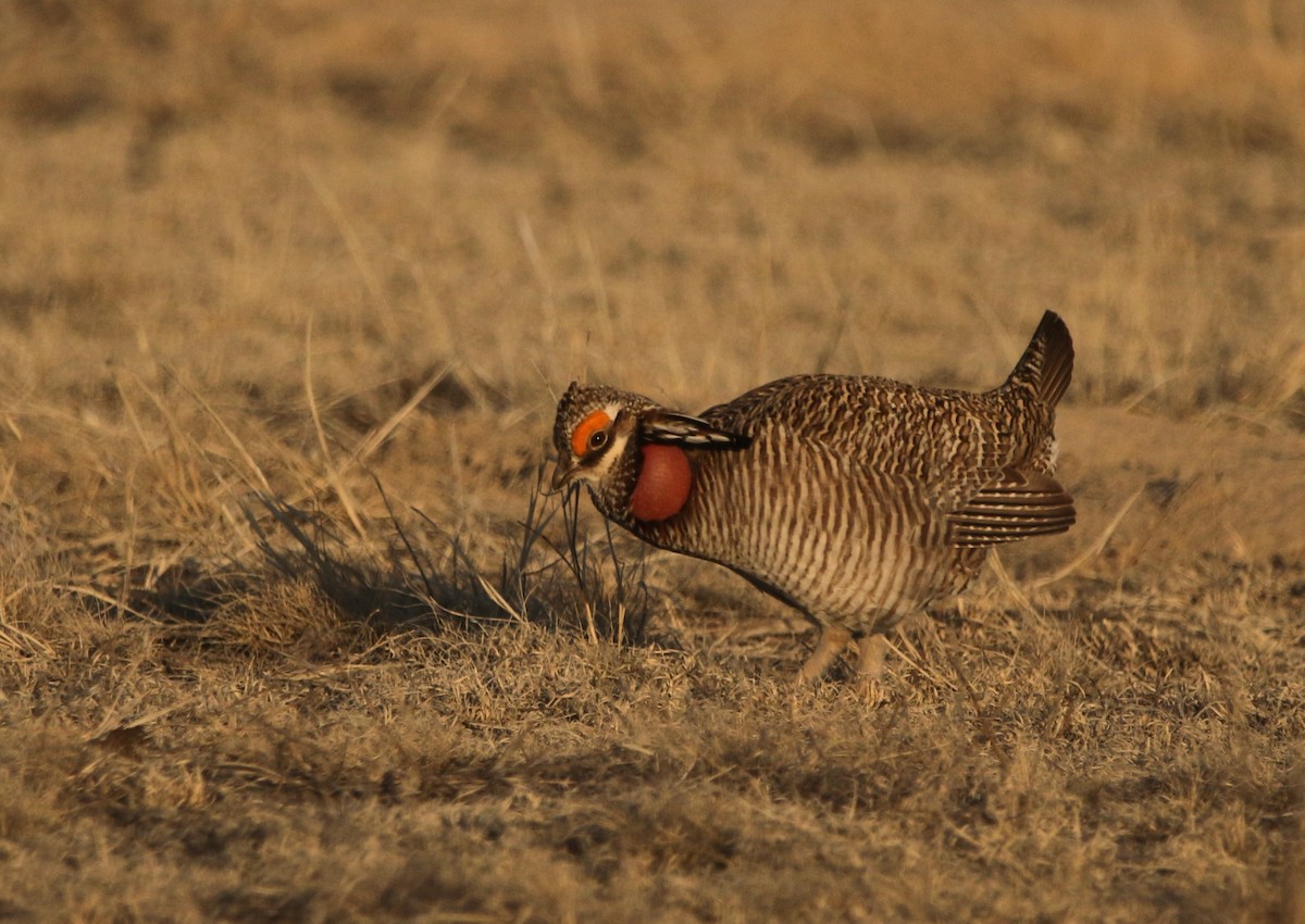 Lesser Prairie-Chicken - ML644618246
