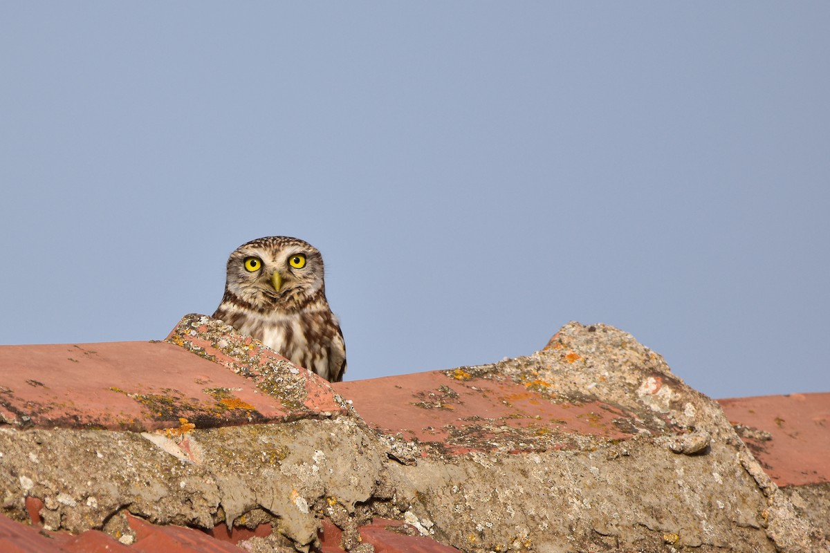 Хотны бүгээхэй - ML644618250