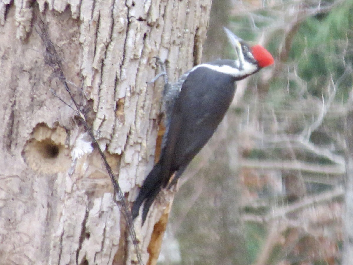 Хохлатая желна - ML644618252