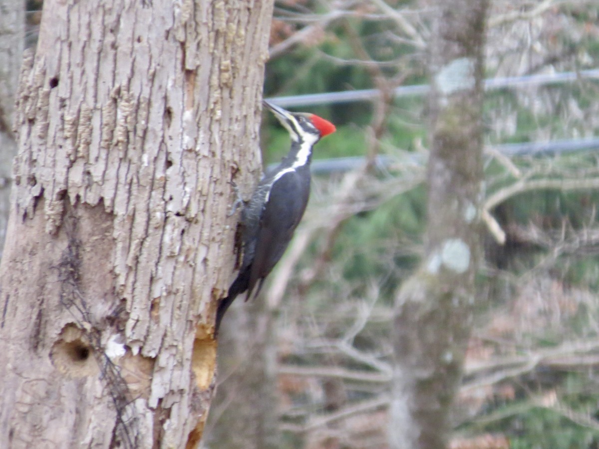 Хохлатая желна - ML644618253