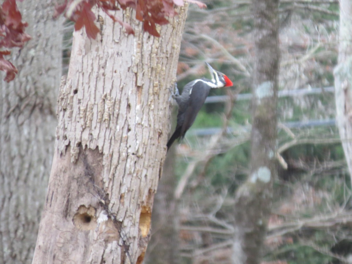 Хохлатая желна - ML644618254