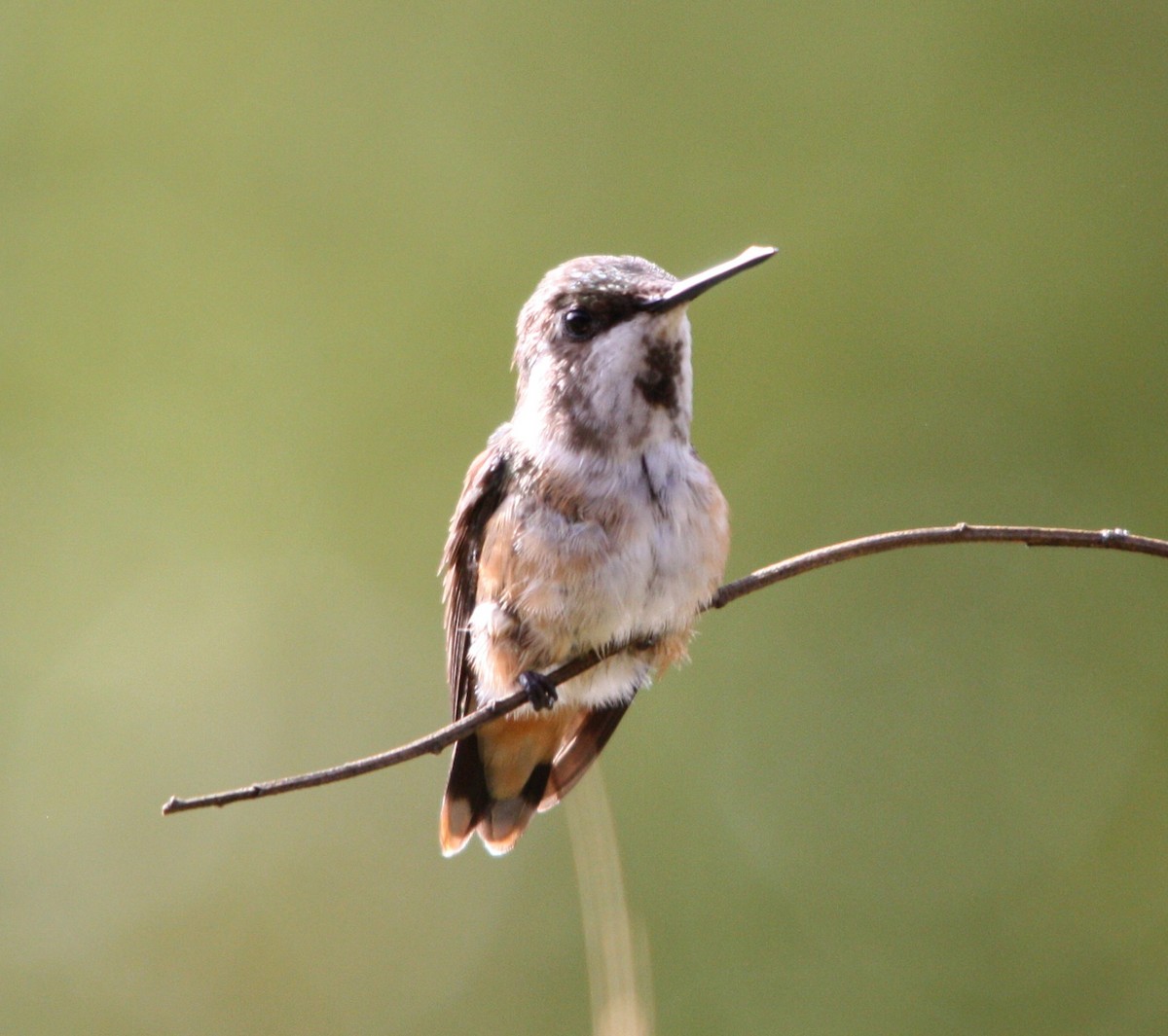 Колібрі-аметист білочеревий - ML644618255