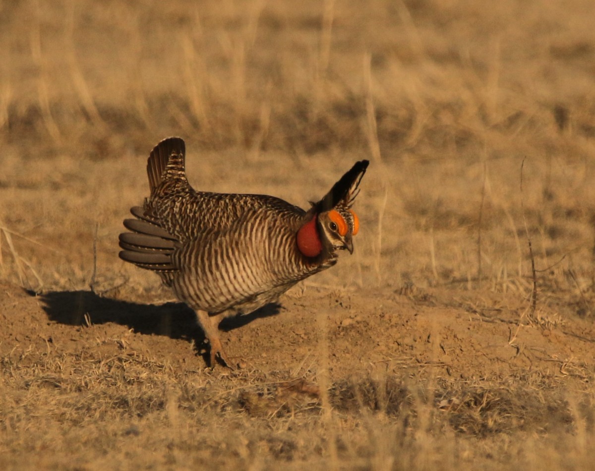 Lesser Prairie-Chicken - ML644618256