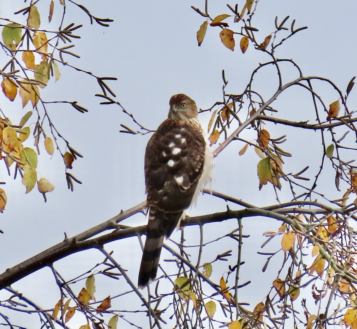 trostehauk - ML644618257