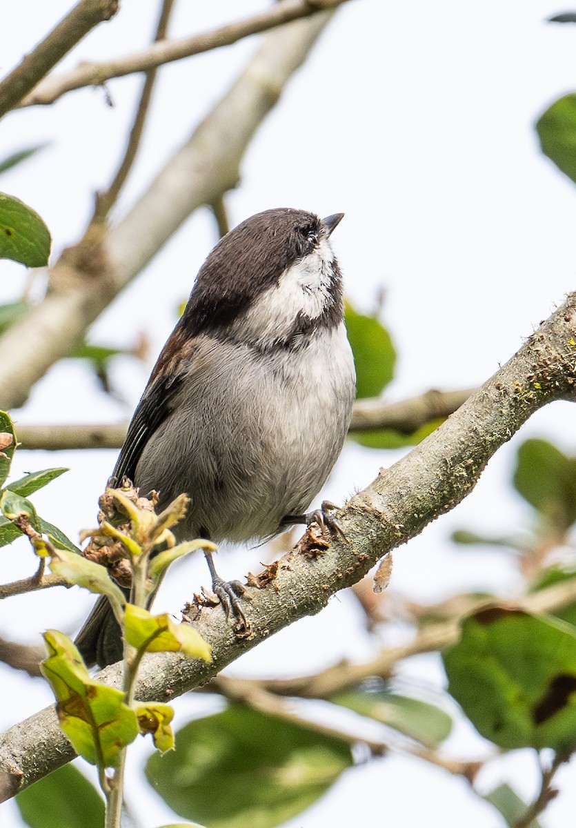 Chestnut-backed Chickadee - ML644618263