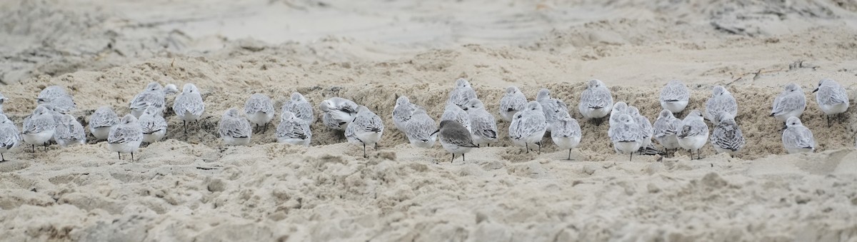 Sanderling - ML644618269