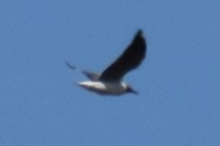 Мартин сіроголовий - ML644618271