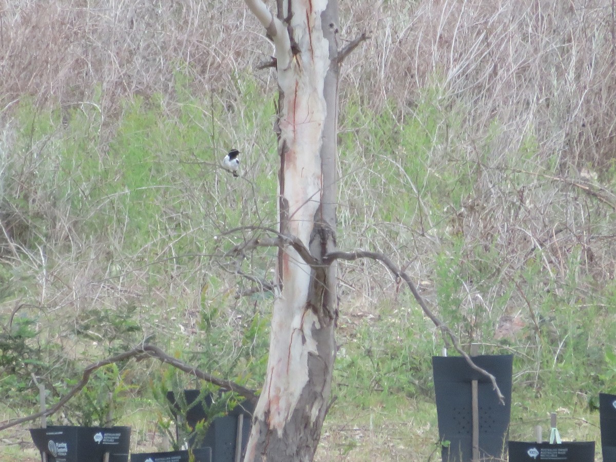 kutteflueskvett - ML644618272