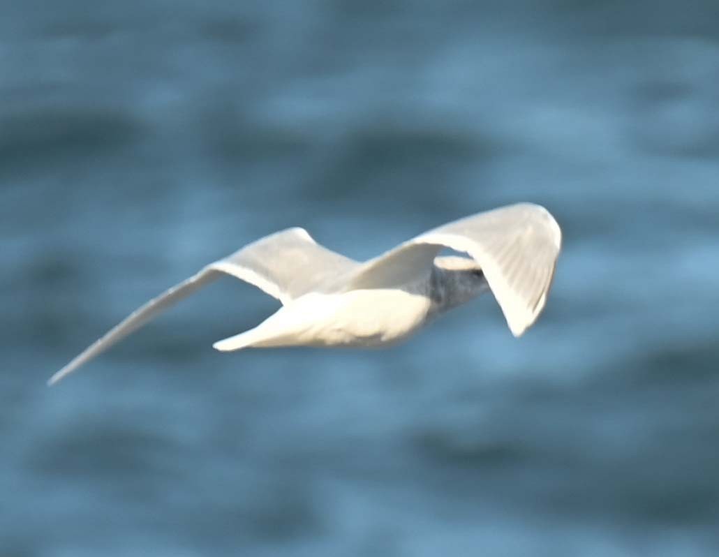 Бургомистр - ML644618282