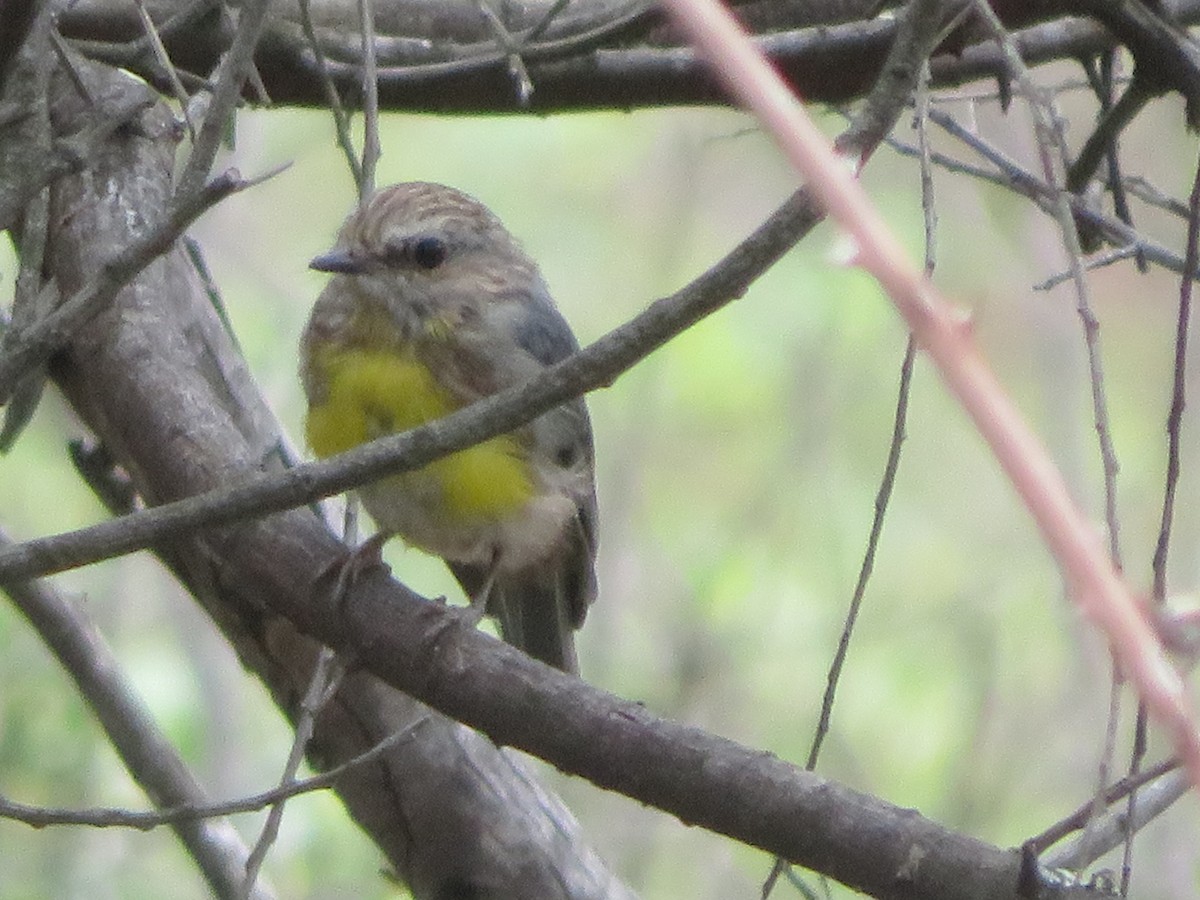 Petroica Amarilla - ML644618284