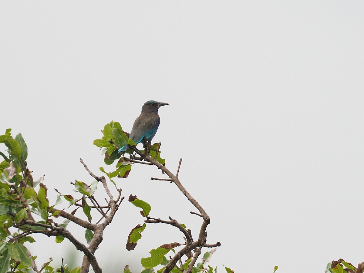 Сиворакша індокитайська - ML644618289