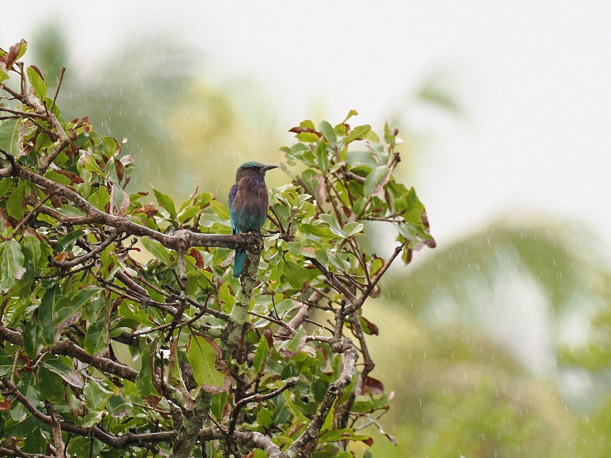 Сиворакша індокитайська - ML644618290