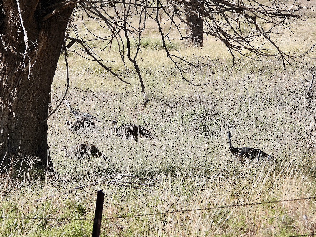 krocan divoký - ML644618294