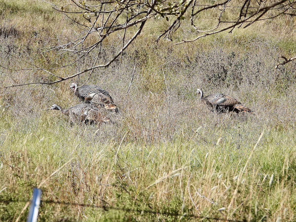 krocan divoký - ML644618295