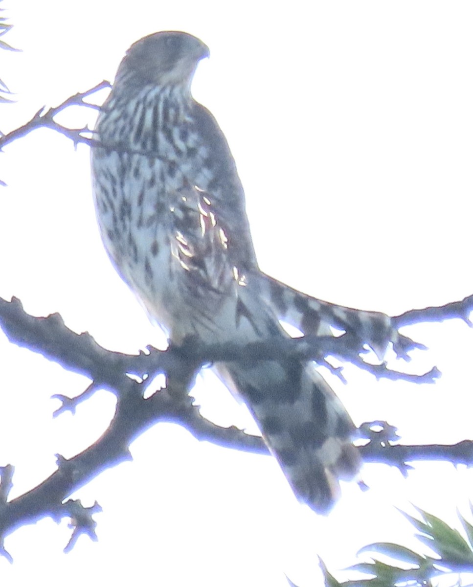 trostehauk - ML644618298