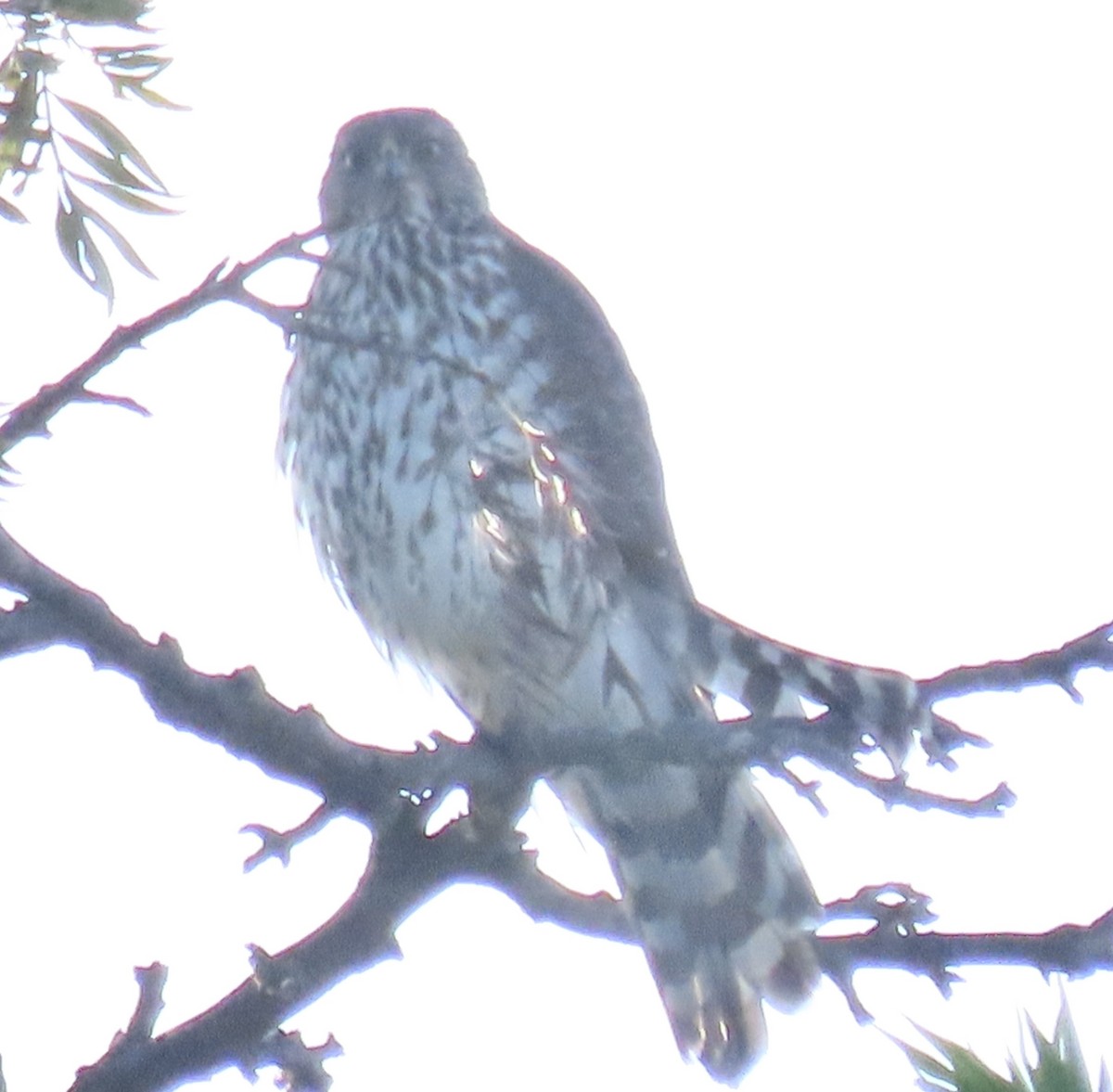 trostehauk - ML644618299