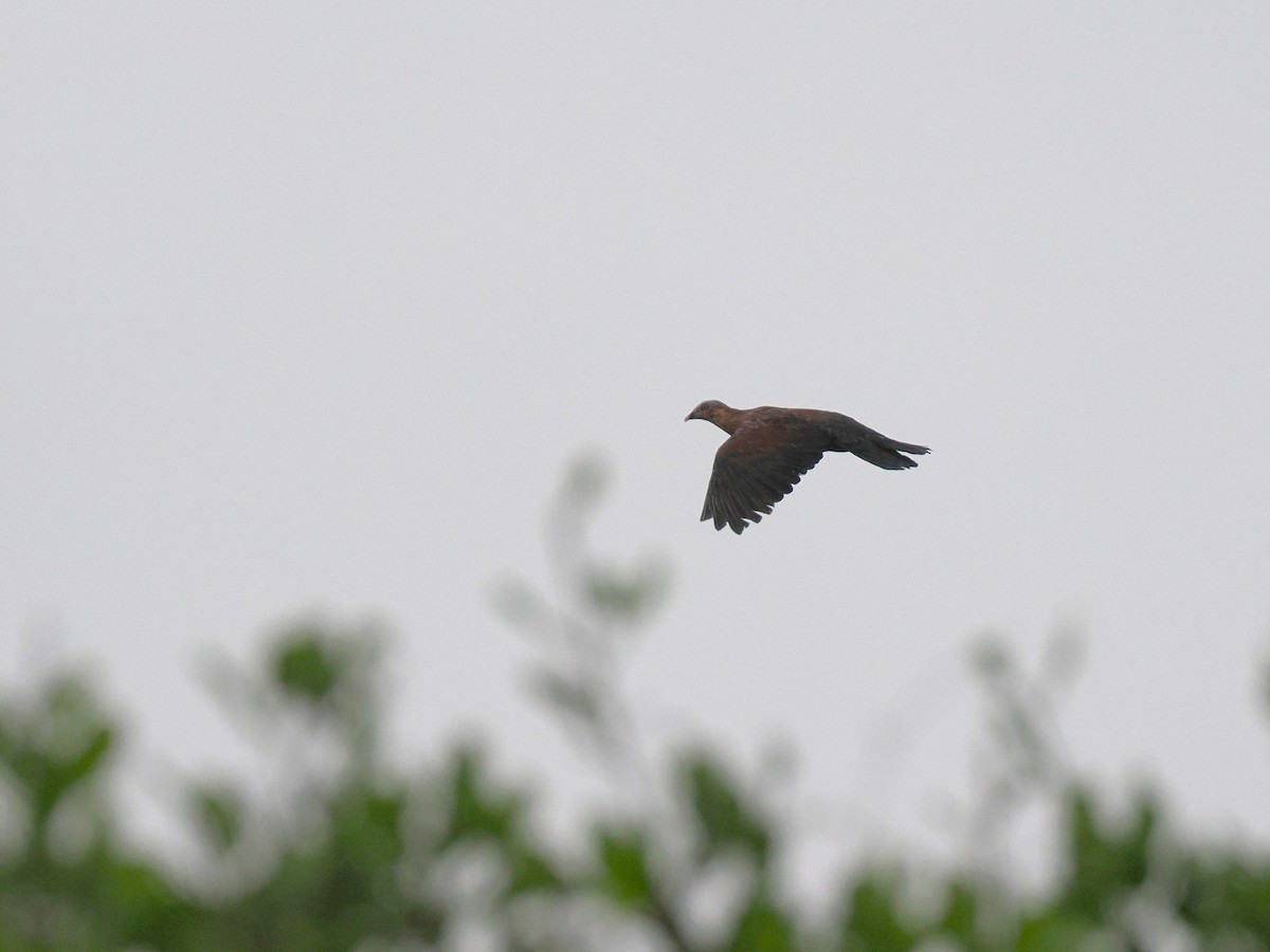 ムラサキモリバト - ML644618305