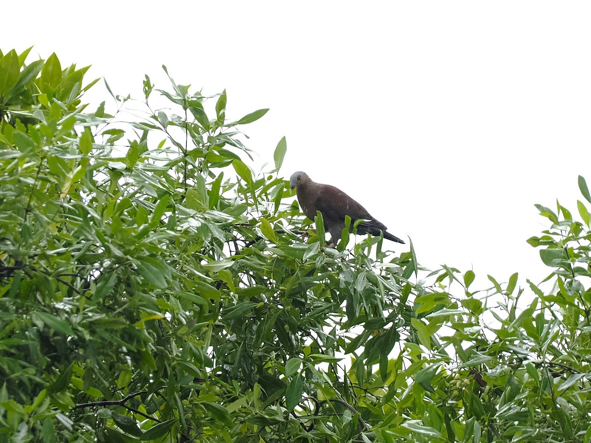 ムラサキモリバト - ML644618306