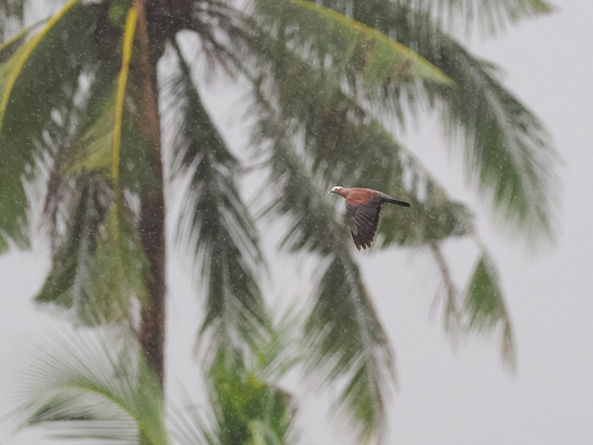 ムラサキモリバト - ML644618307