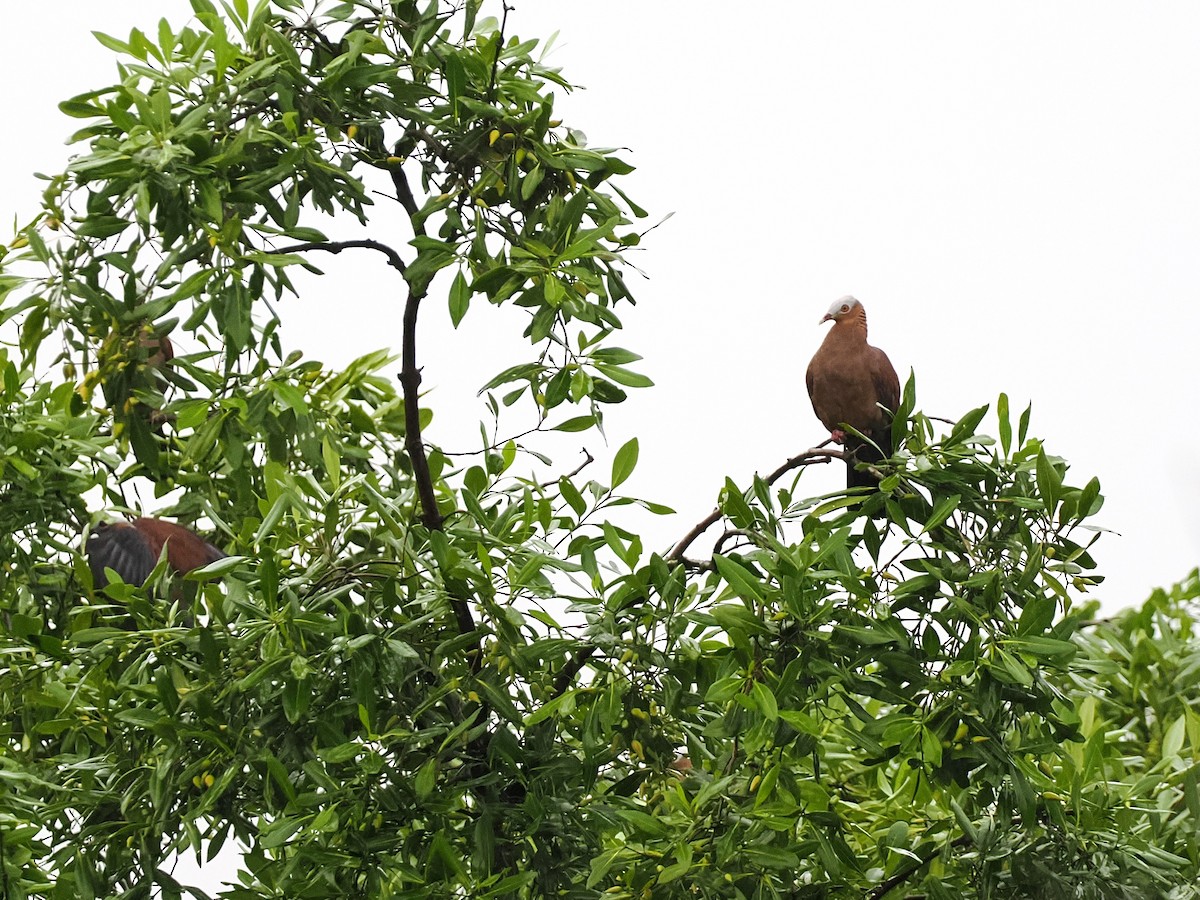 ムラサキモリバト - ML644618308