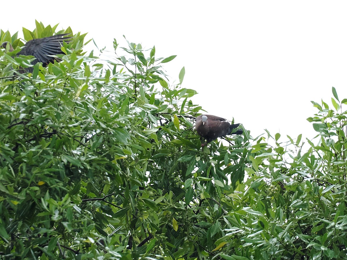 ムラサキモリバト - ML644618309