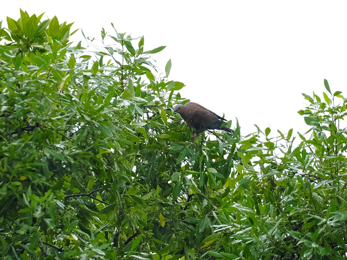 ムラサキモリバト - ML644618311