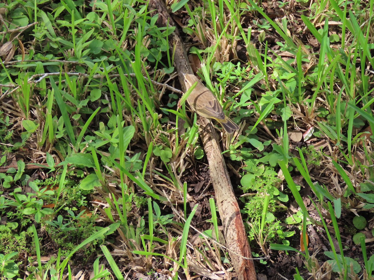 Пальмовая древесница - ML644618313