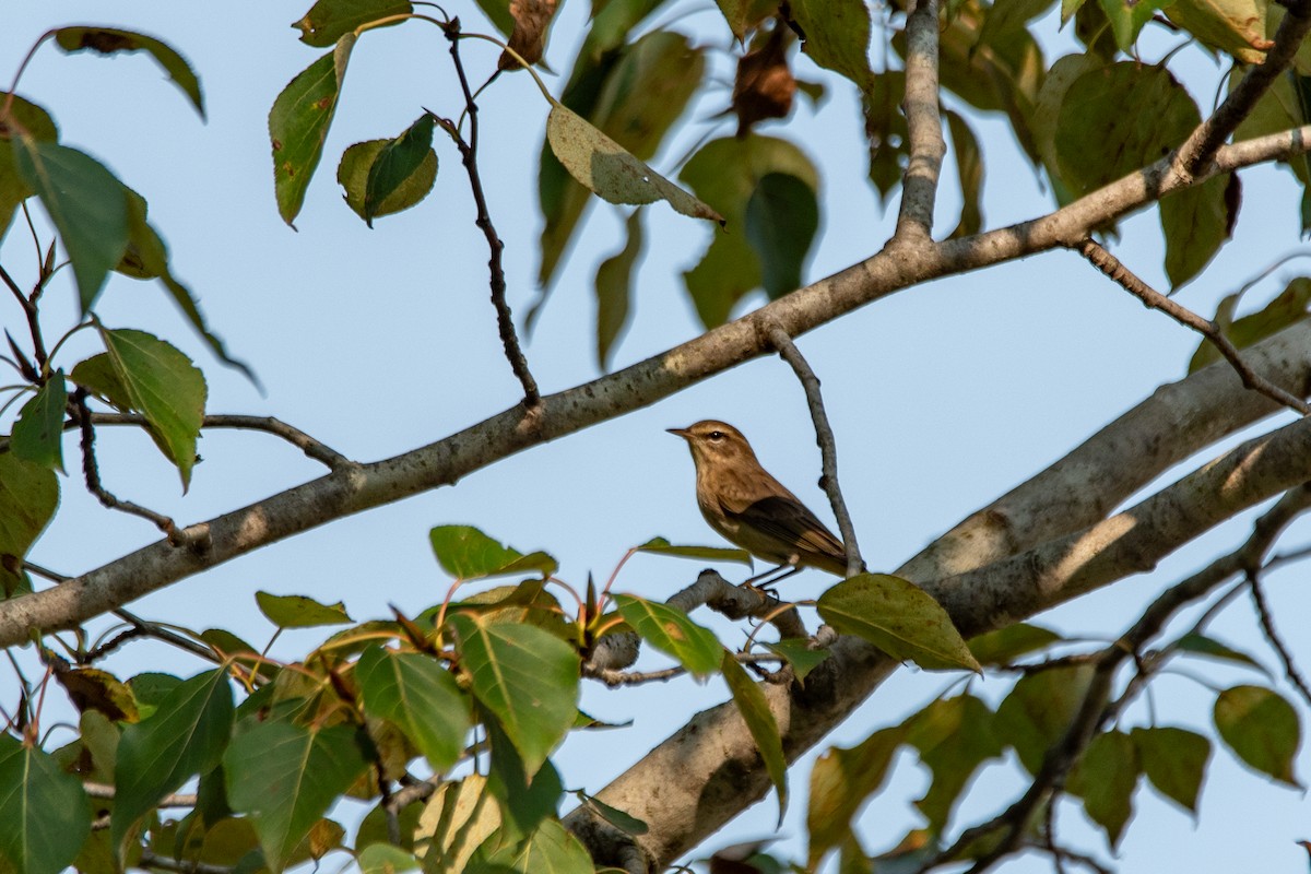 Palm Warbler - ML644618317