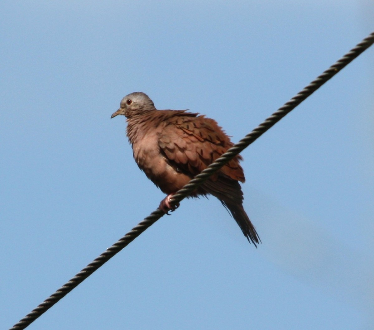 kaneldue - ML644618318