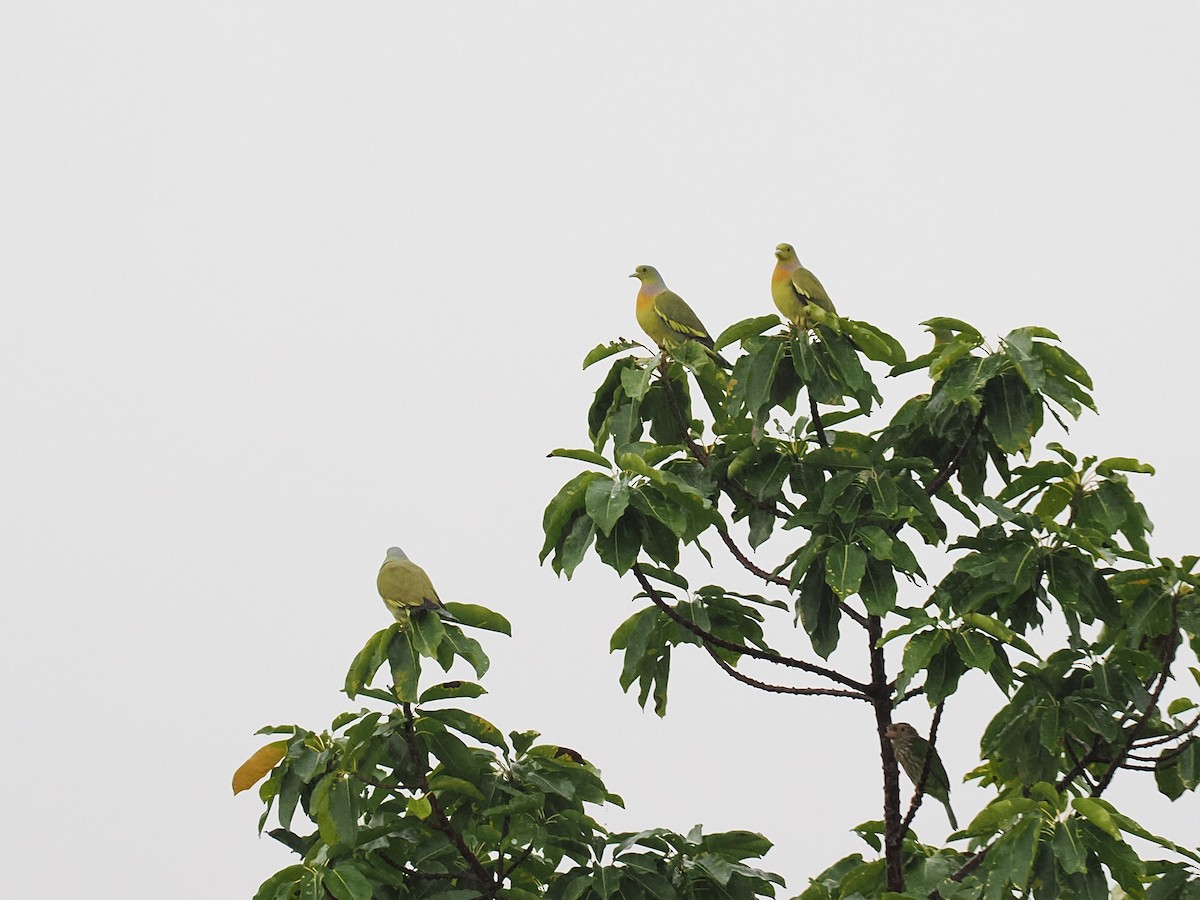 橙胸綠鳩 - ML644618319