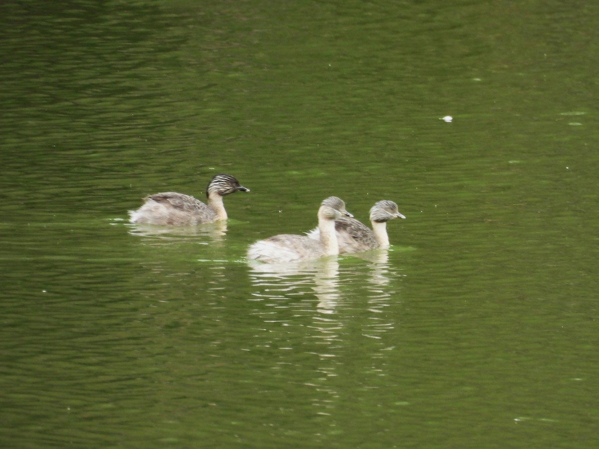 Hoary-headed Grebe - ML644618321