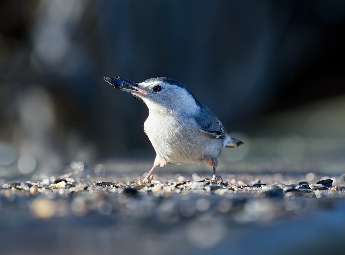 Sittelle à poitrine blanche - ML644618325