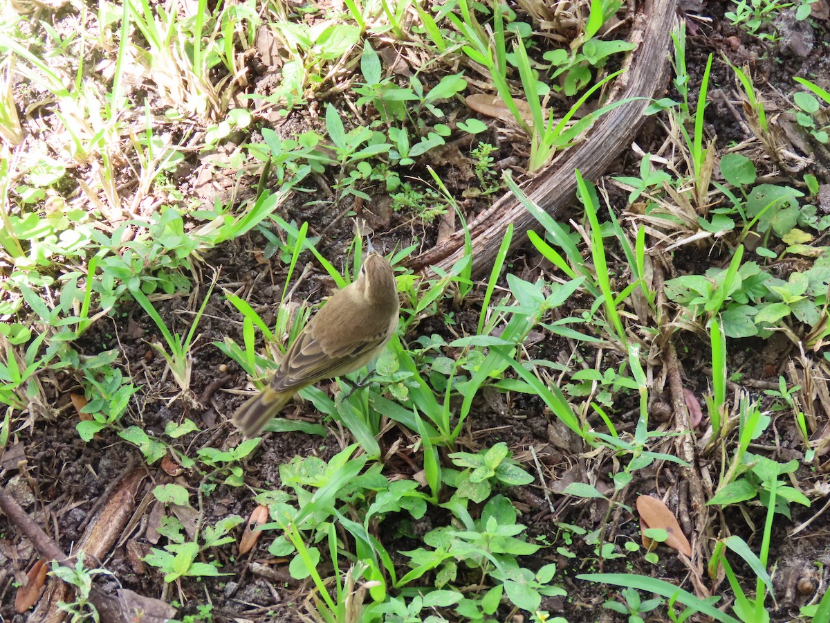 Пальмовая древесница - ML644618329