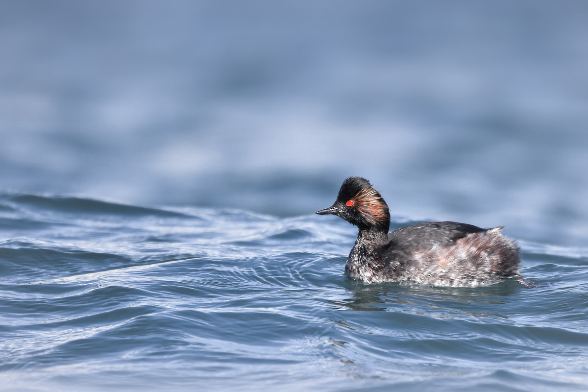 Kara Boyunlu Batağan - ML644618330