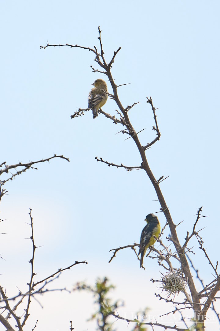 Lesser Goldfinch - ML644618331