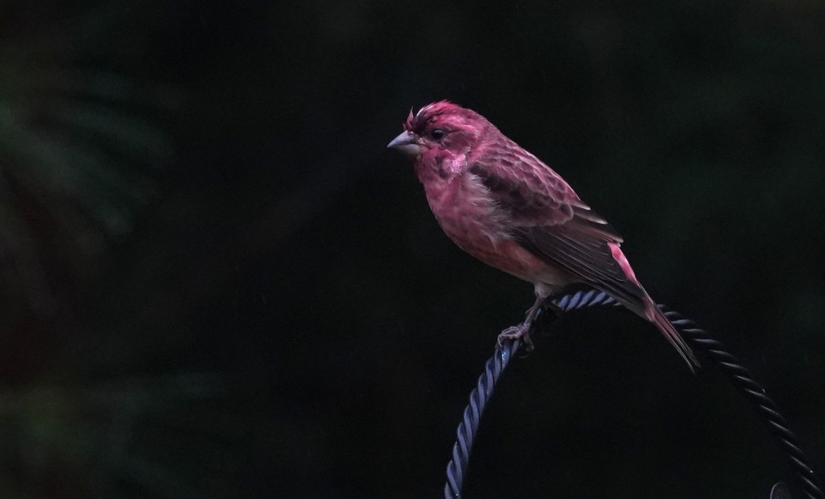 Purple Finch - ML644618335