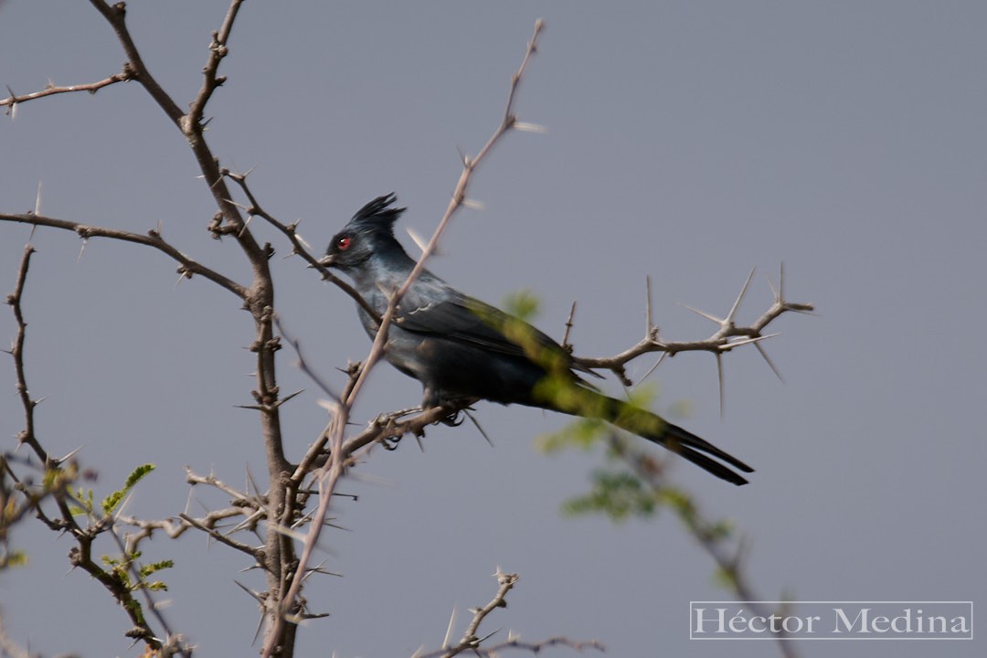 Phainopepla - ML644618341